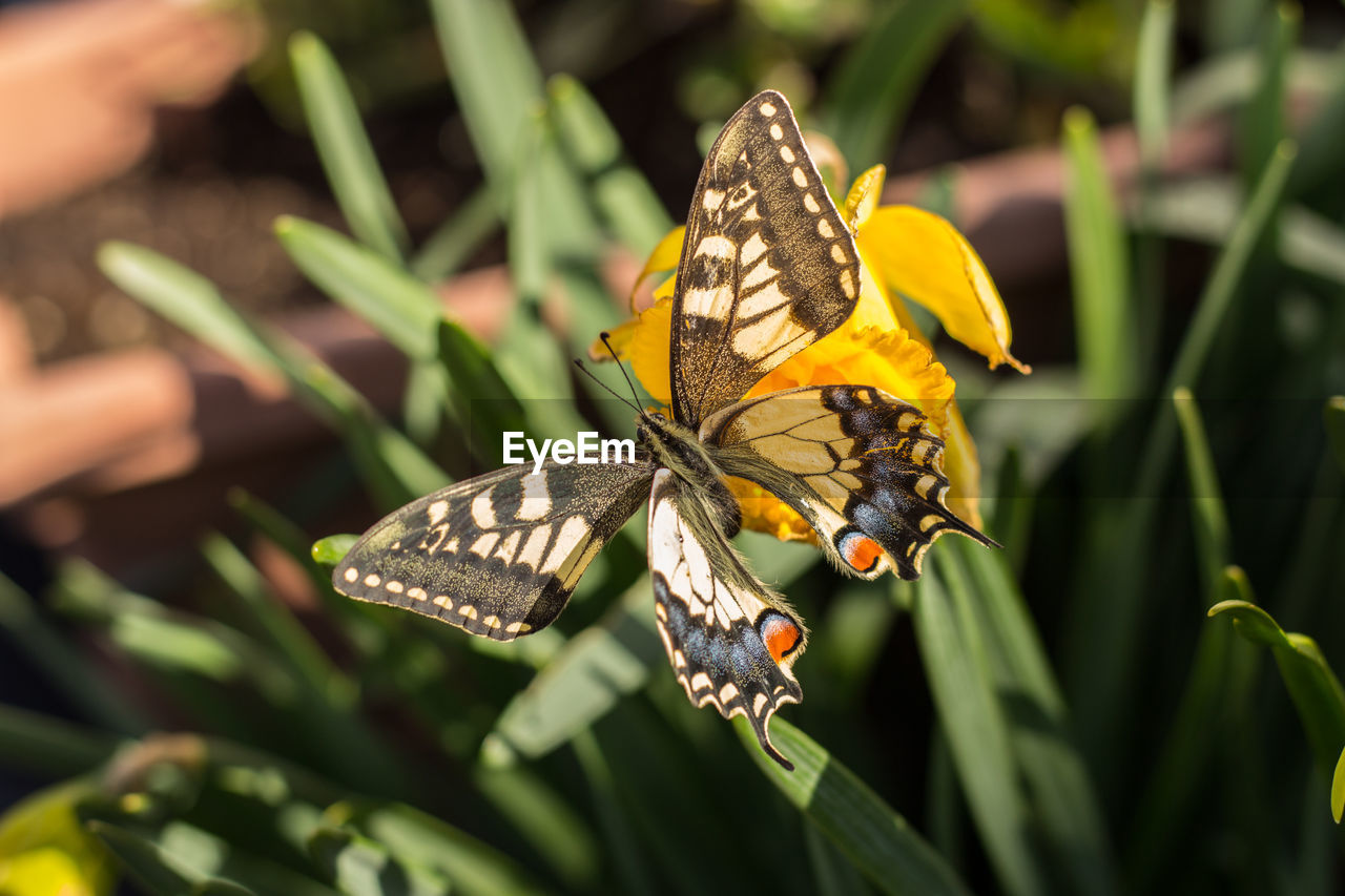 A beautiful swallowtail butterfly on narcissus flowers