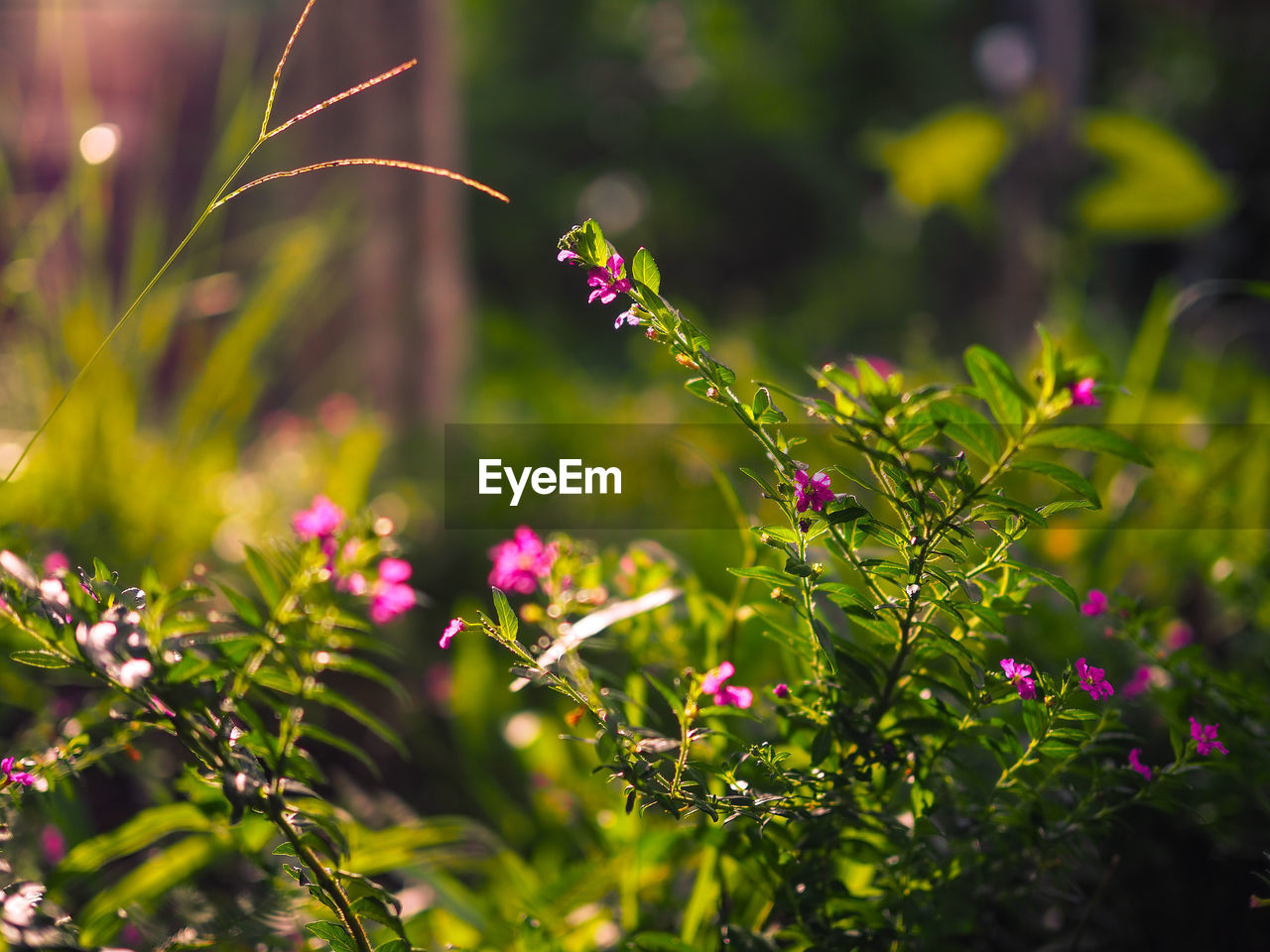 CLOSE-UP OF PURPLE FLOWERING PLANT