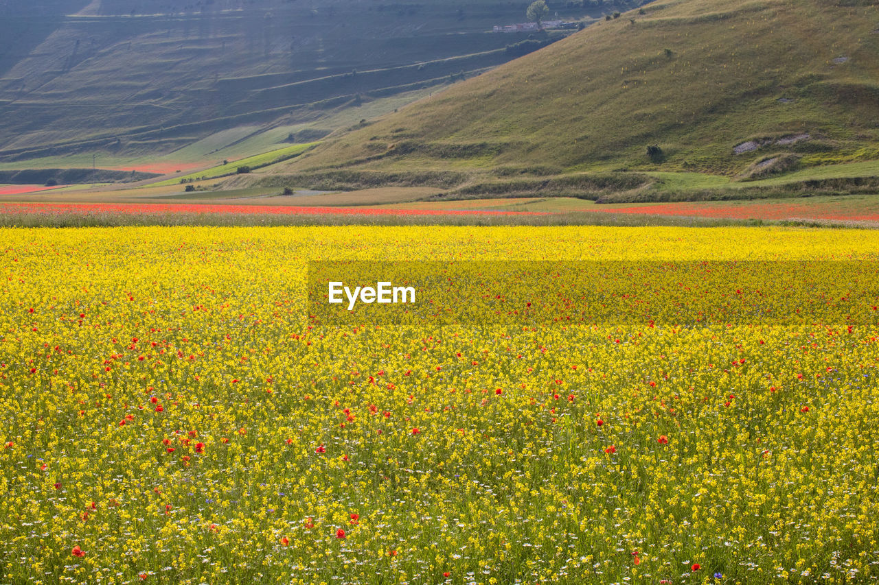Scenic view of yellow flowers on field