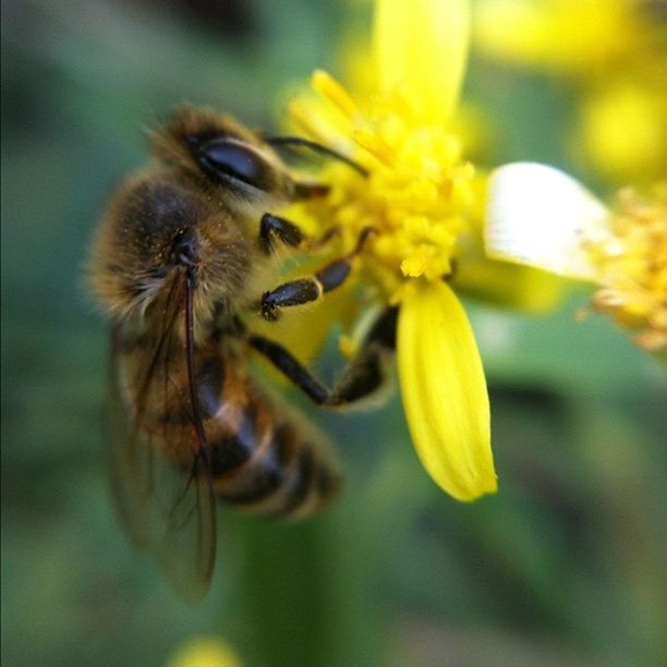 HONEY BEE POLLINATING ON YELLOW FLOWER