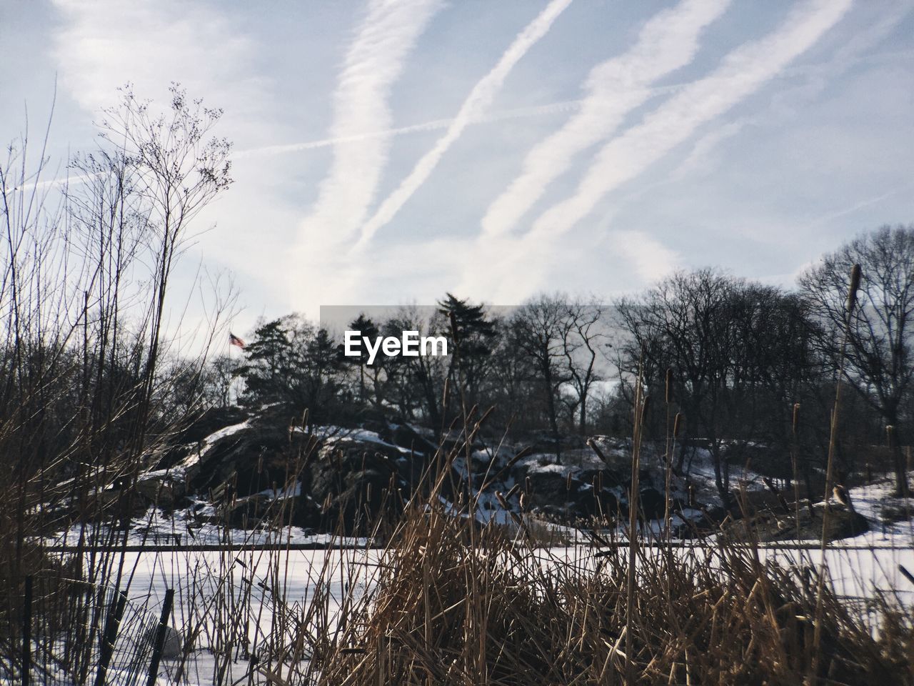 Plants on snow covered field against sky