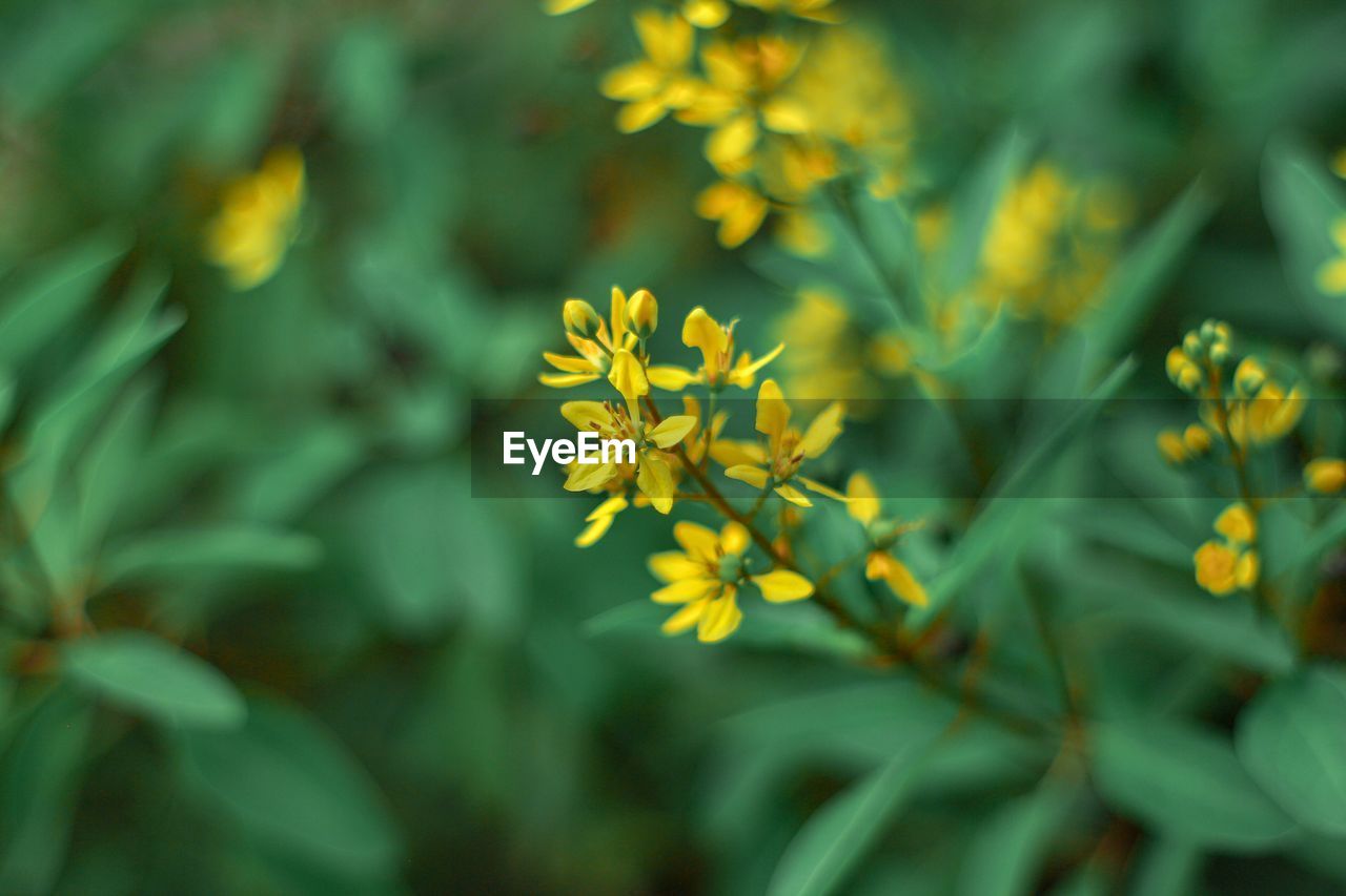 CLOSE-UP OF YELLOW FLOWER PLANT