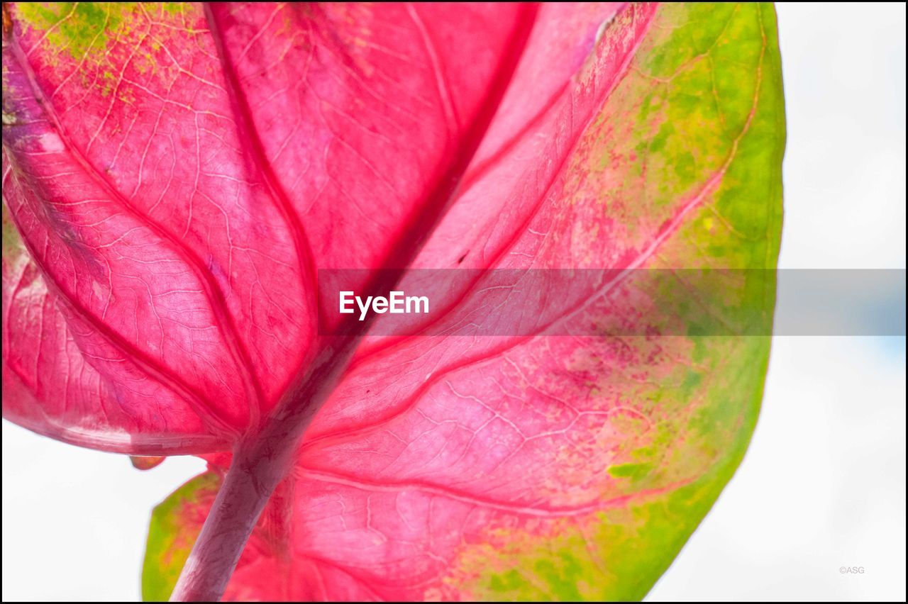 CLOSE UP OF FLOWER HEAD