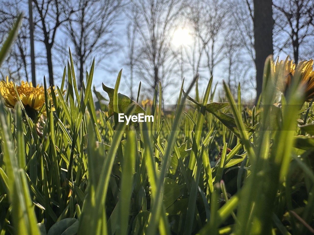 plant, growth, field, green, land, nature, grass, sky, agriculture, flower, landscape, beauty in nature, meadow, rural scene, crop, no people, tree, tranquility, sunlight, day, cereal plant, outdoors, prairie, environment, farm, corn, scenics - nature, selective focus, freshness, tranquil scene, close-up