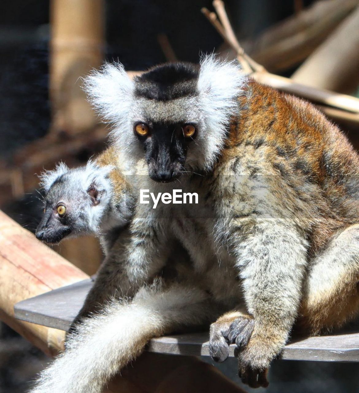 animal themes, animal, animal wildlife, mammal, primate, wildlife, monkey, portrait, group of animals, sitting, no people, looking at camera, nature, zoo, cute, two animals, outdoors, animal hair, young animal, ape, new world monkey, looking, close-up, focus on foreground