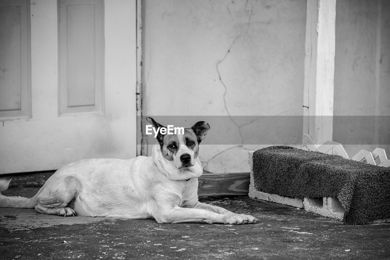 PORTRAIT OF DOG SITTING ON CARPET