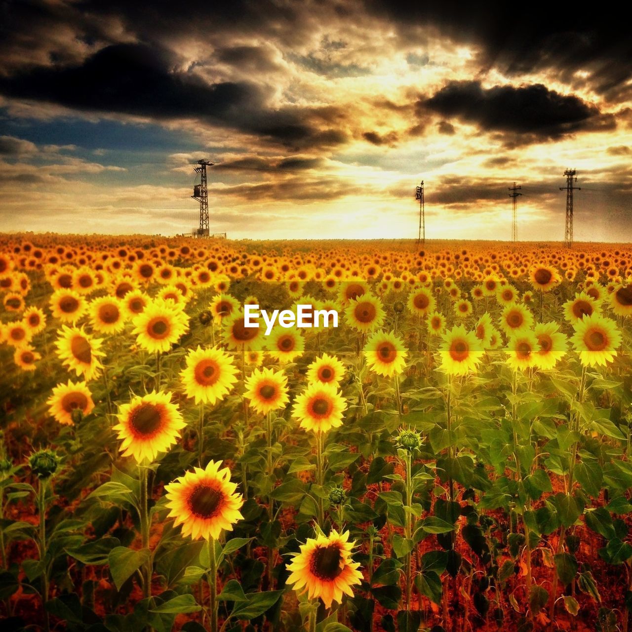 SCENIC VIEW OF SUNFLOWER FIELD AGAINST CLOUDY SKY DURING SUNSET