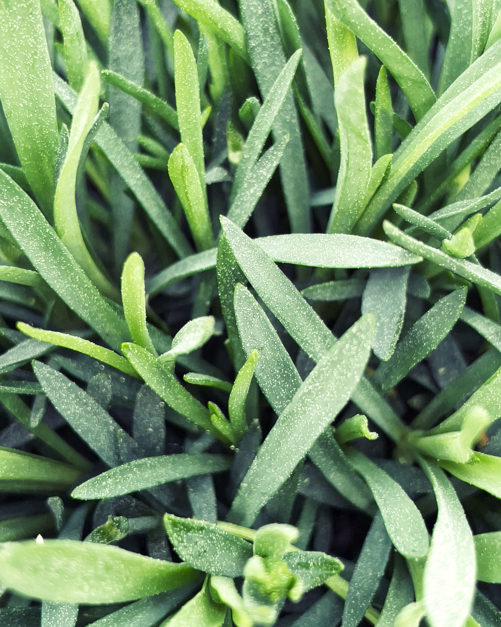 green, plant, flower, food and drink, food, no people, backgrounds, herb, full frame, leaf, grass, plant part, freshness, close-up, wellbeing, vegetable, nature, healthcare and medicine, produce, healthy eating, growth, high angle view