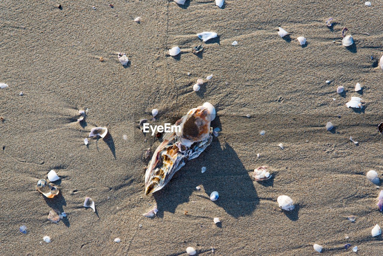 HIGH ANGLE VIEW OF BIRD ON SAND