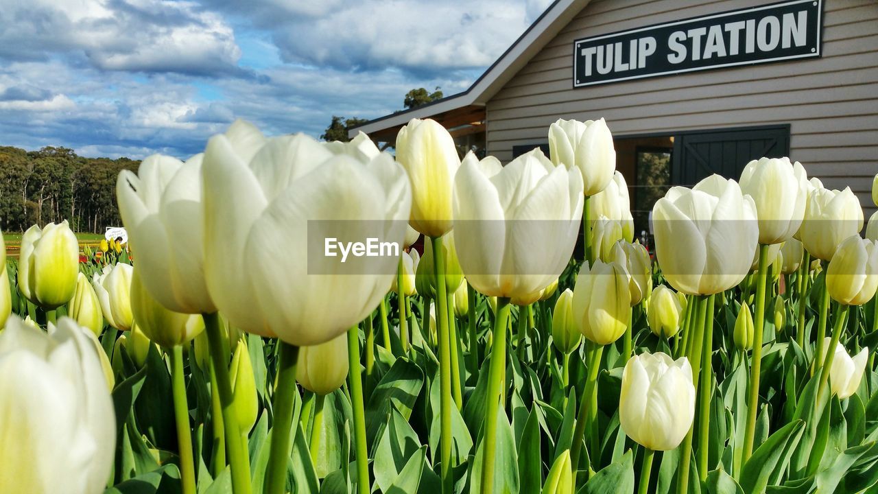 Tulip station