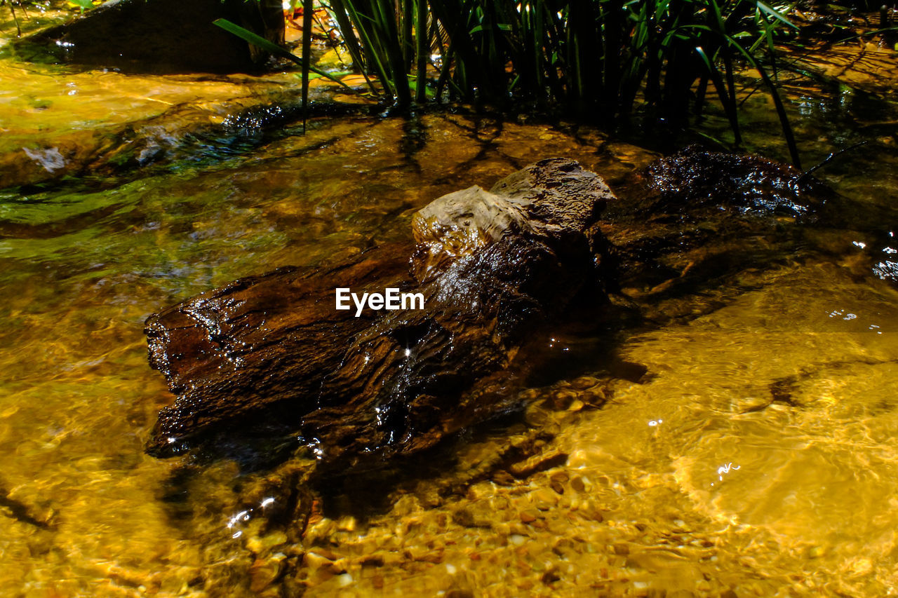 CLOSE-UP OF CROCODILE IN WATER