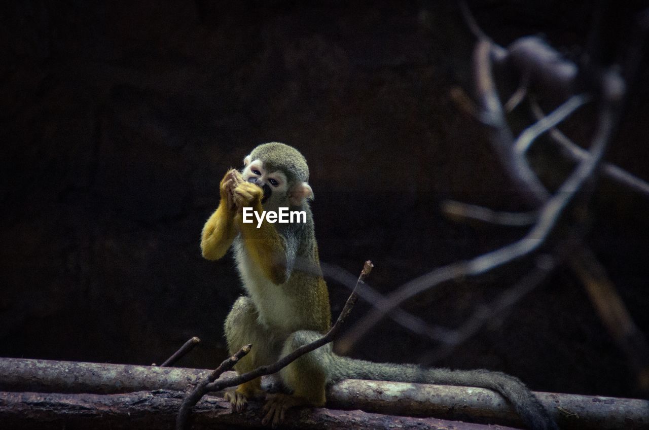 Full length of monkey eating while sitting on branch 