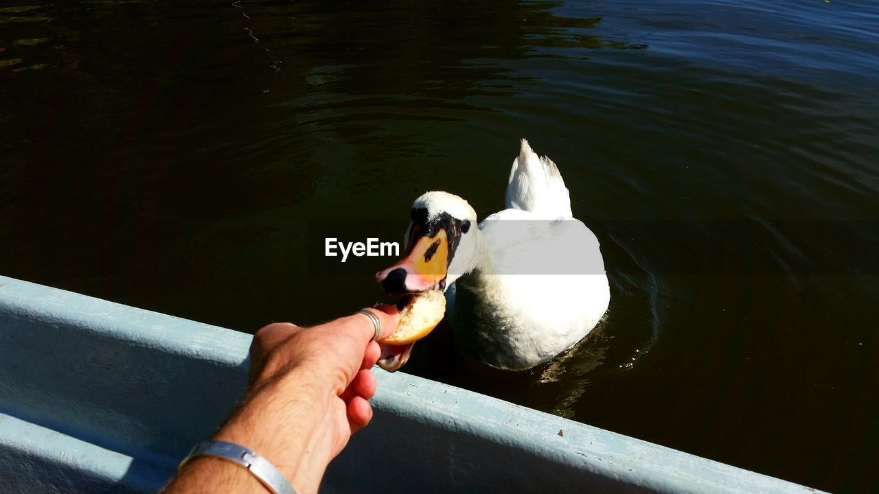 Cropped hand feeding swan by lake