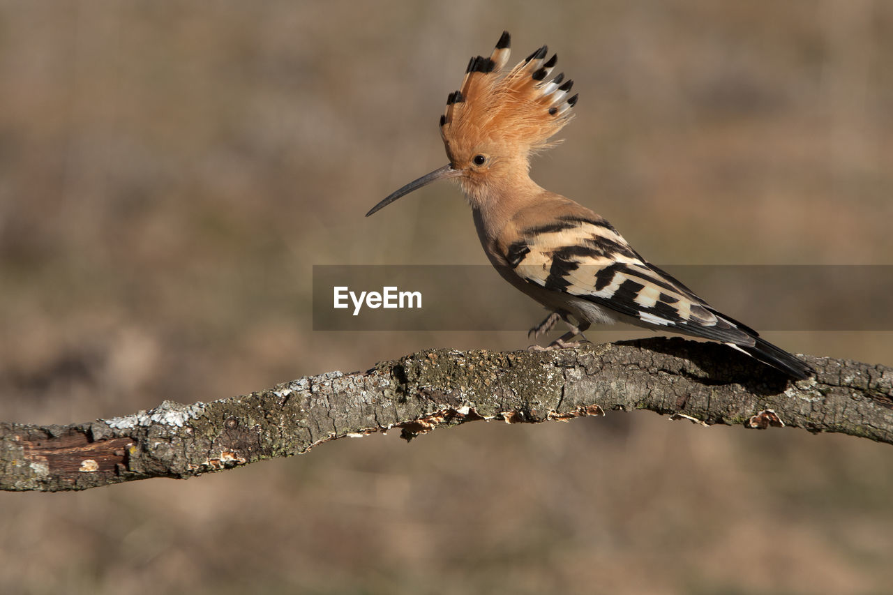 CLOSE-UP OF A BIRD