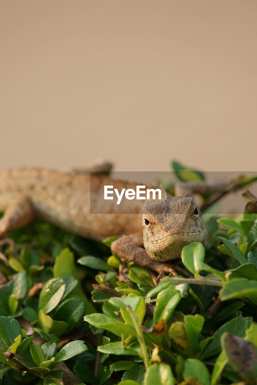 CLOSE-UP OF A LIZARD ON LEAF