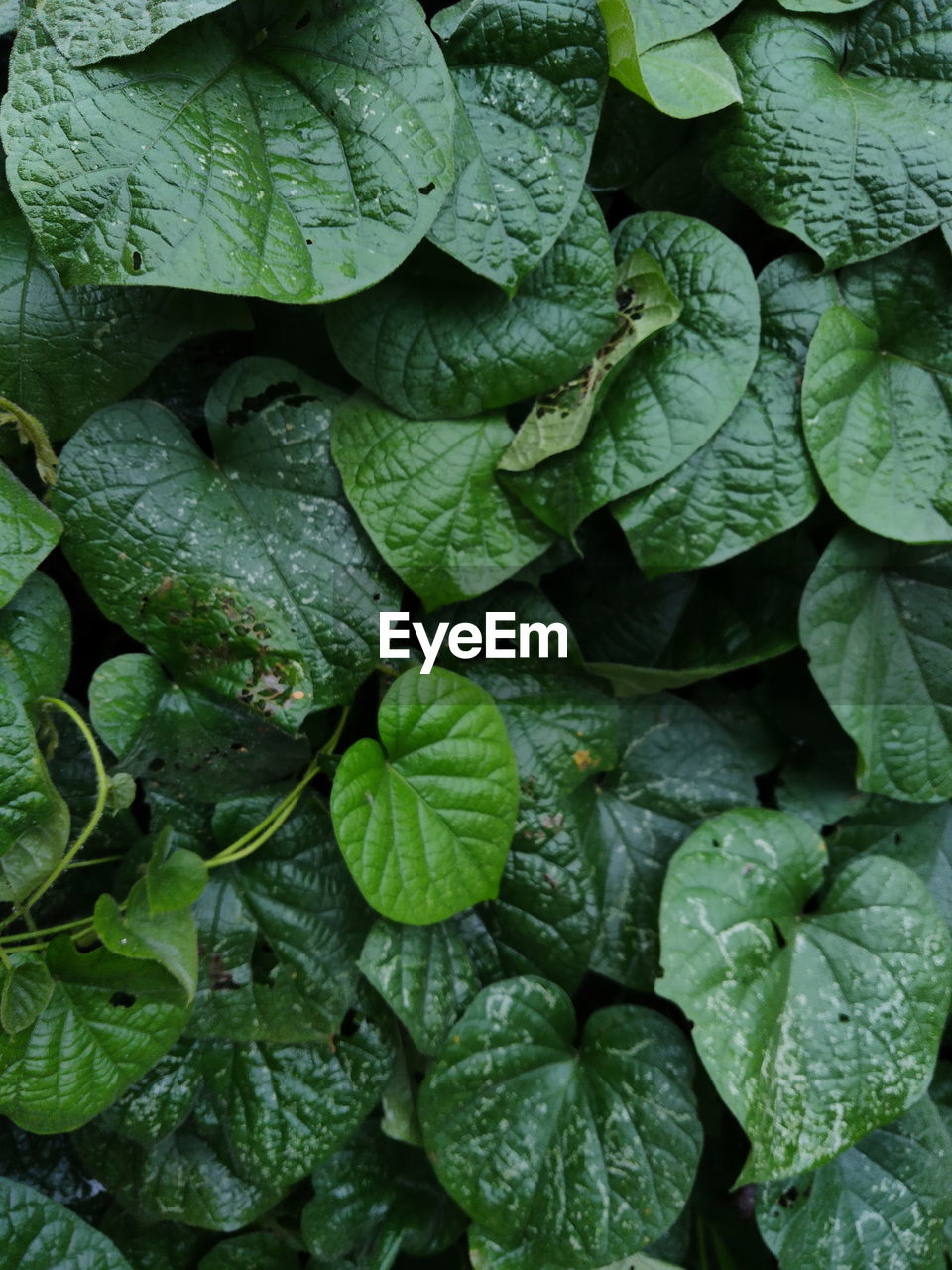 Green foliage