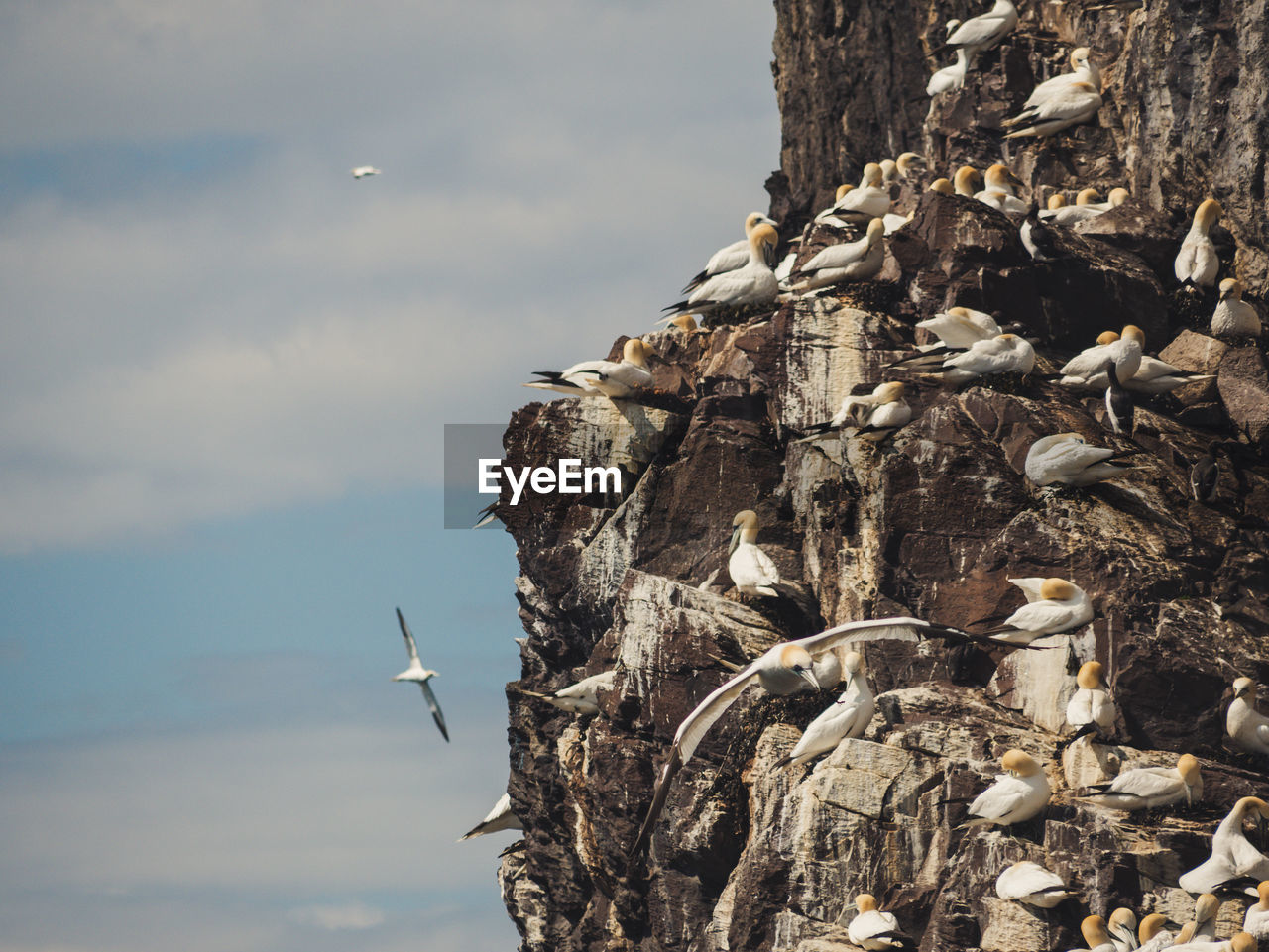 Bird flying over rock formation against sky