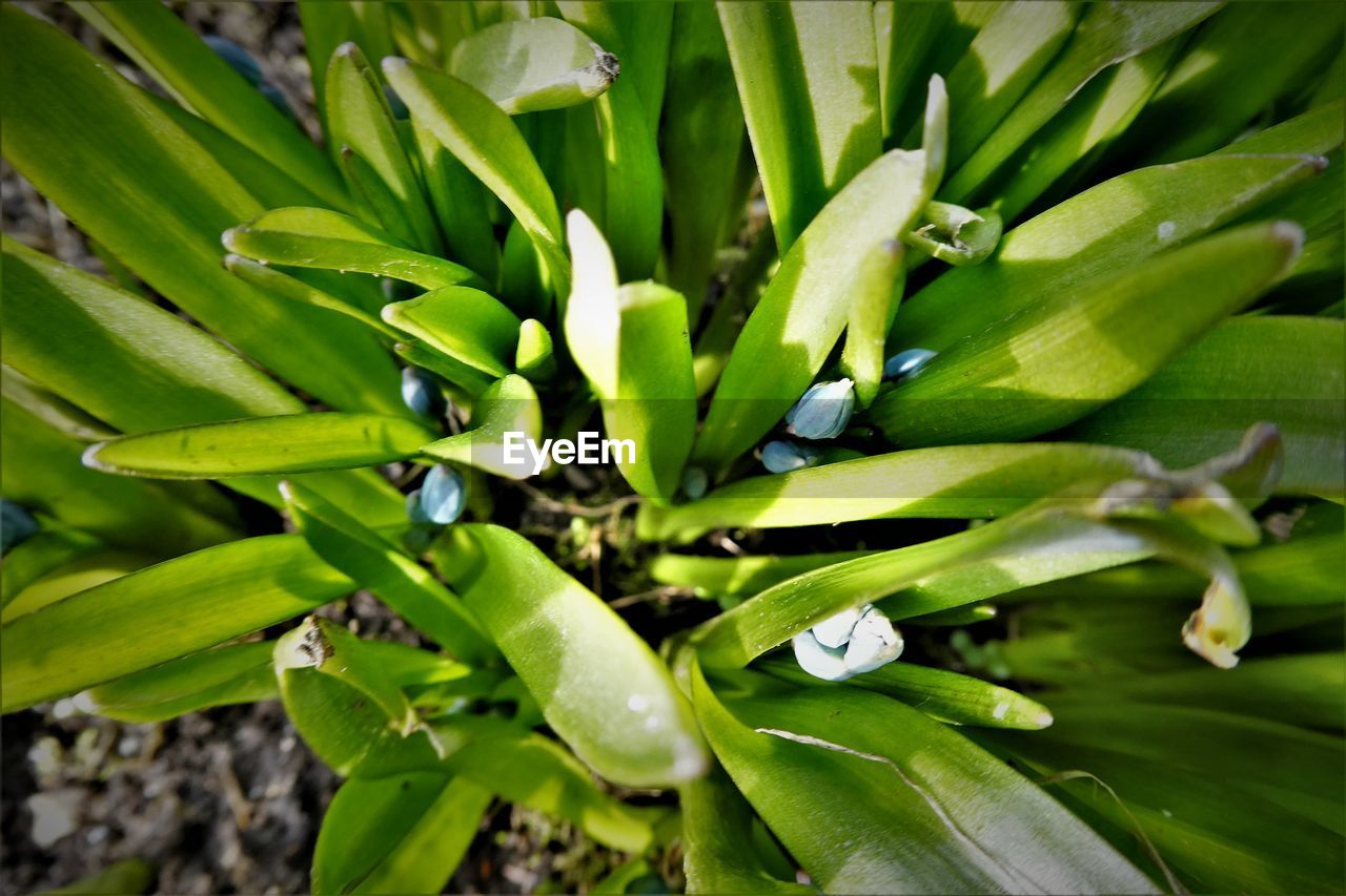 FULL FRAME SHOT OF GREEN LEAVES