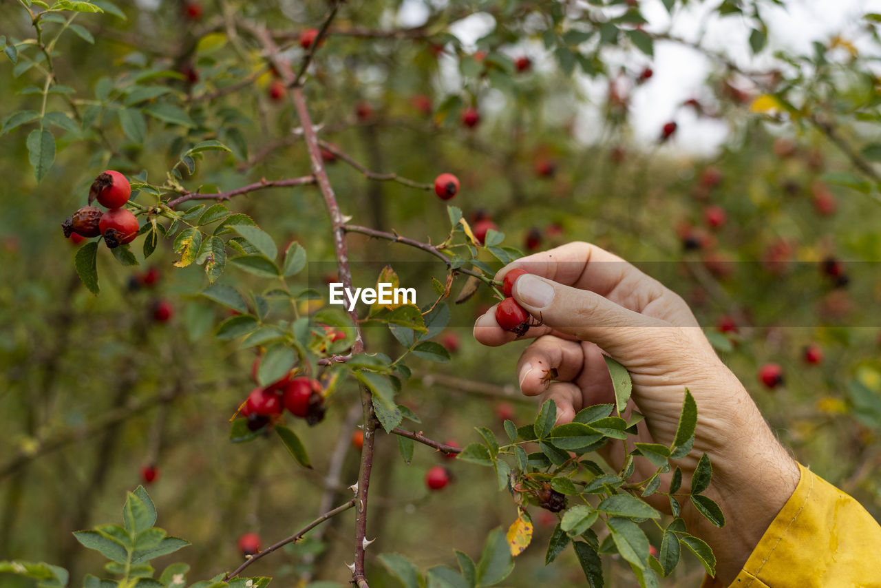 Male's hand collecting rose hip from branch on autumn day