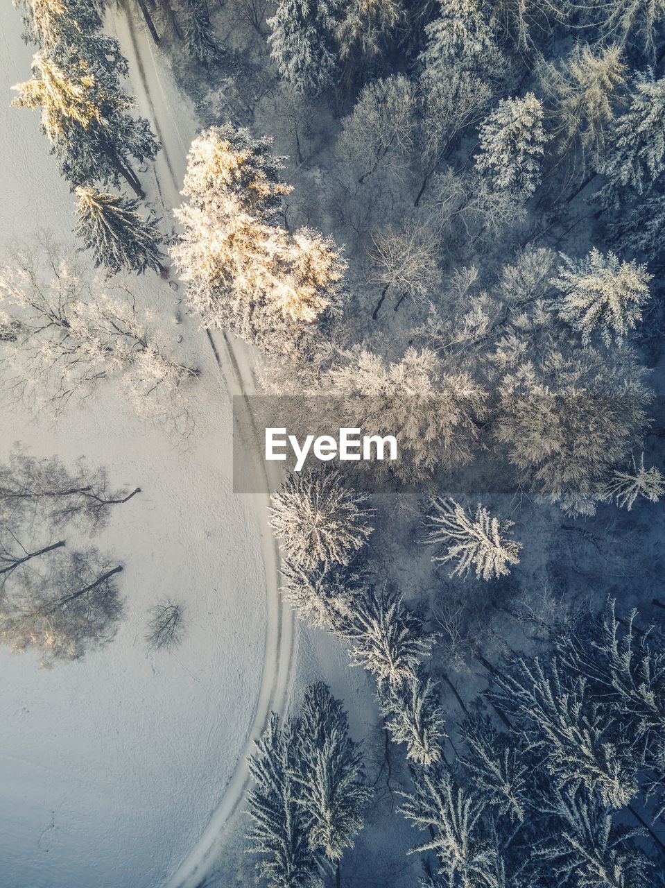 High angle view of trees in forest during winter