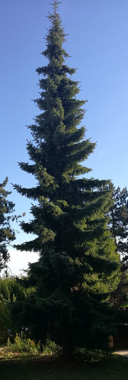 LOW ANGLE VIEW OF TREES AGAINST SKY