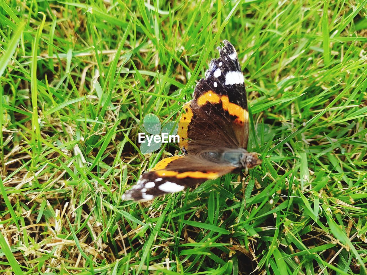 HIGH ANGLE VIEW OF BUTTERFLY ON LEAF