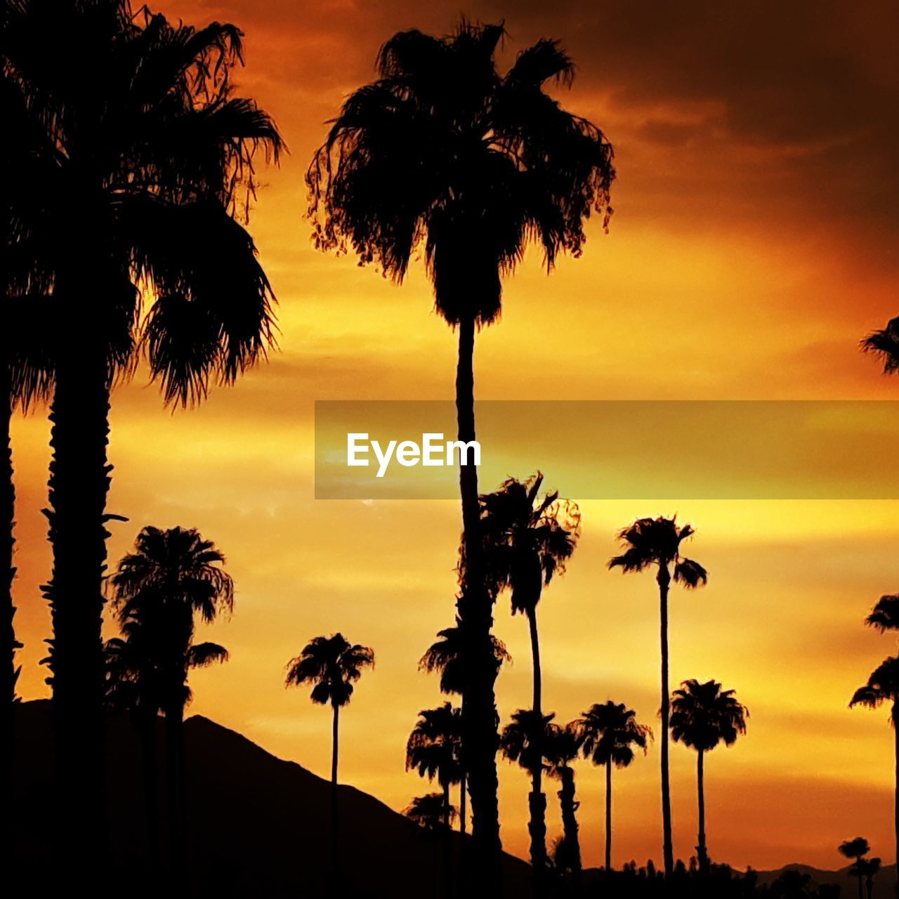 SILHOUETTE PALM TREES AGAINST ROMANTIC SKY