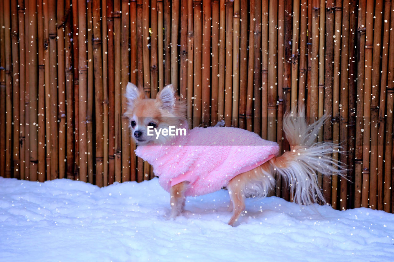 Rainy the chihuahua out in the snow with a pink sweater 