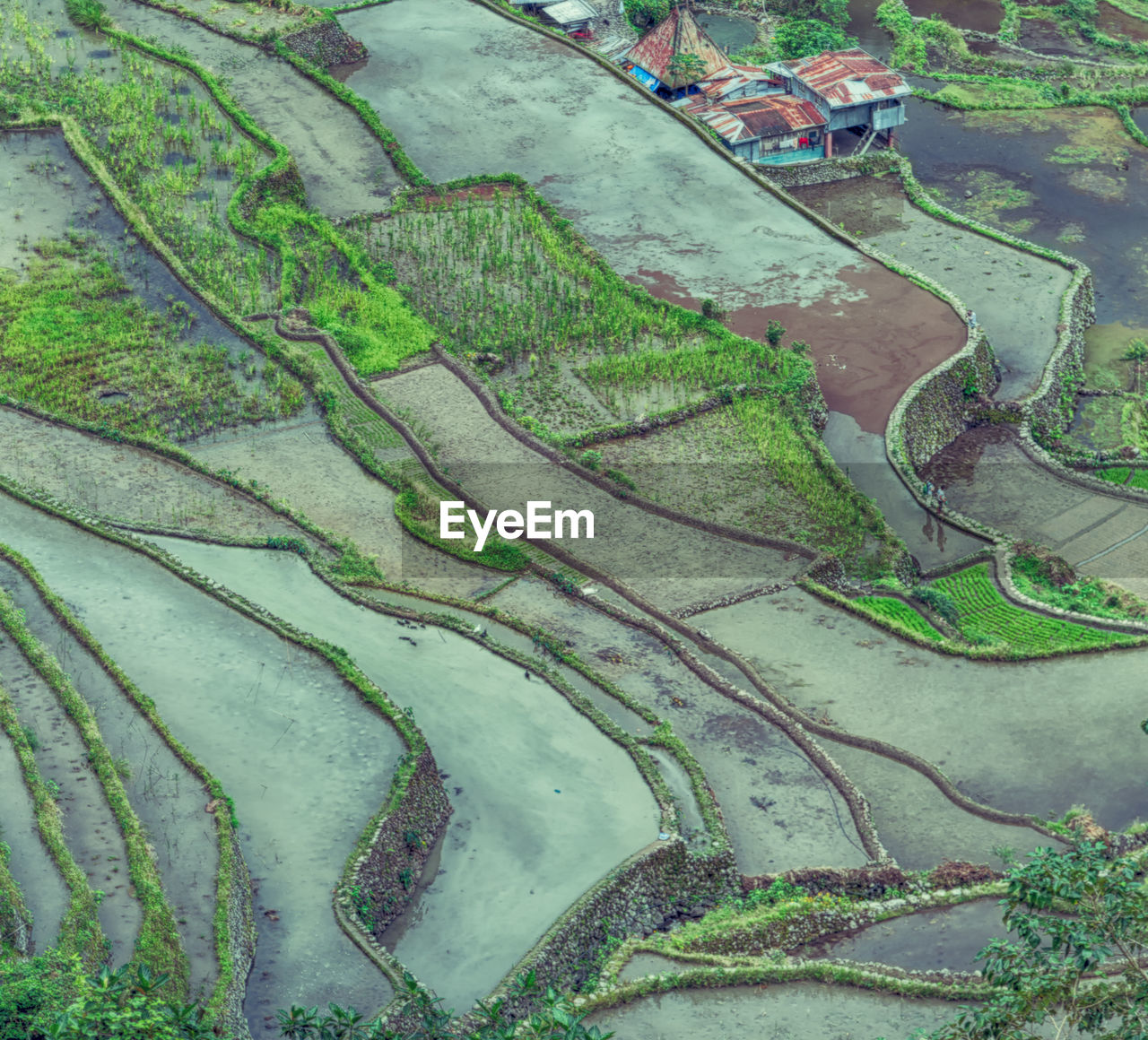 HIGH ANGLE VIEW OF VINEYARD