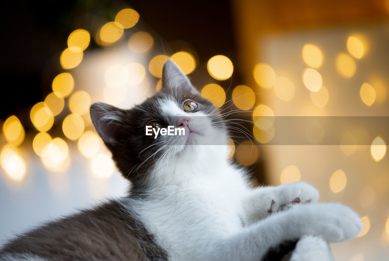 British shorthair cat on colorful bokeh light background