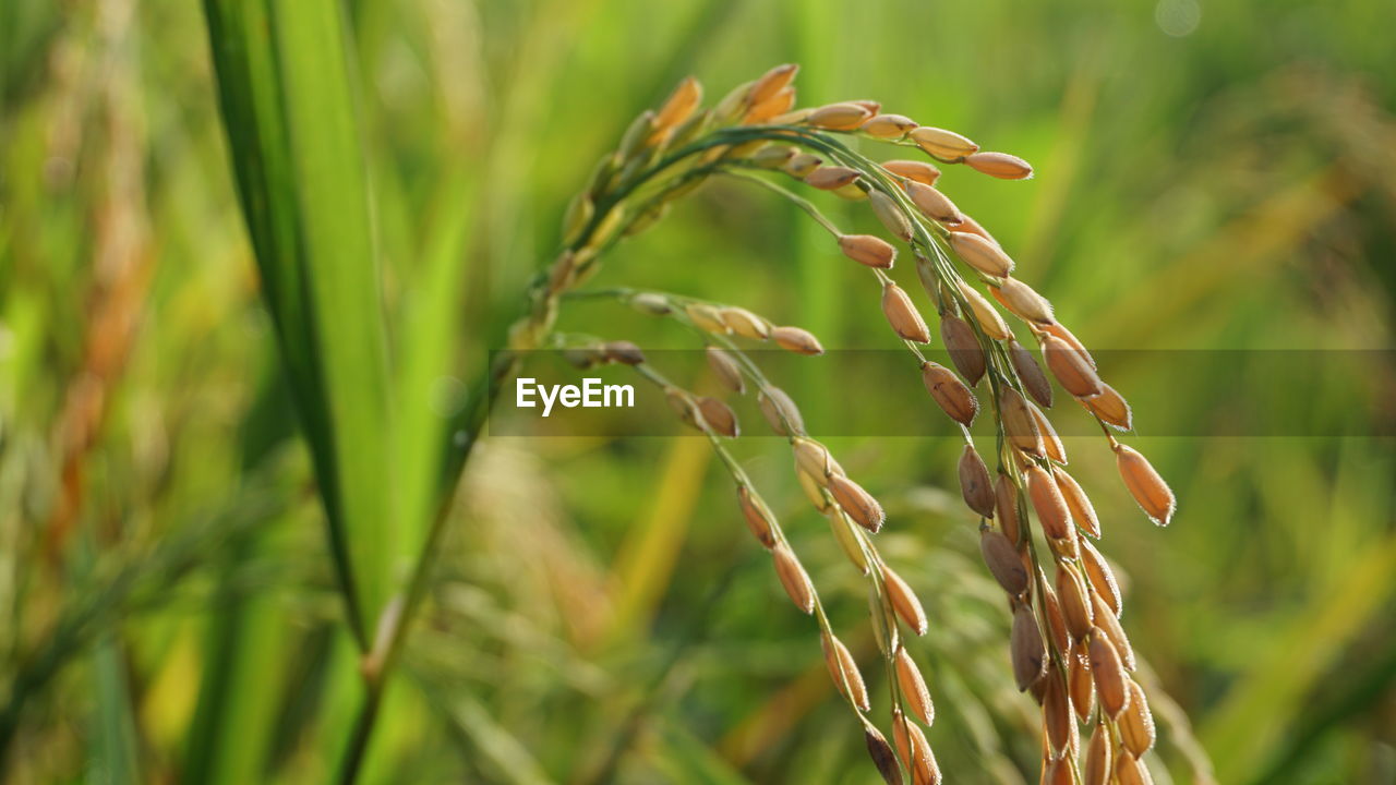 Close-up of crops growing on field