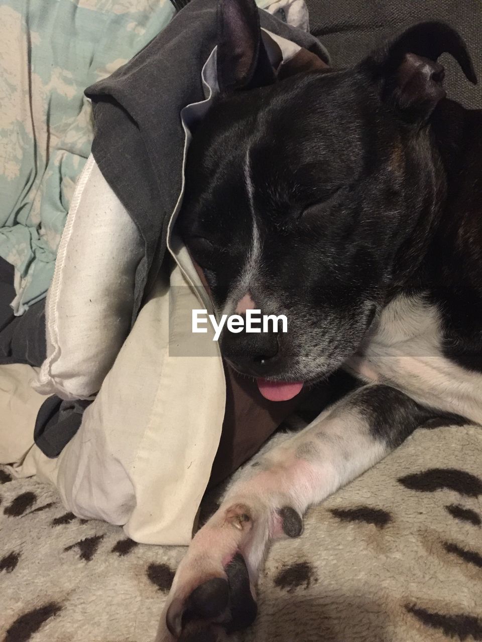 CLOSE-UP OF DOG RELAXING ON BED