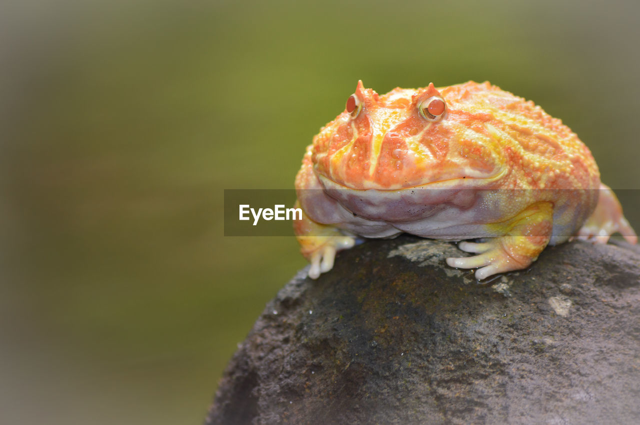 CLOSE-UP OF LIZARD ON TREE