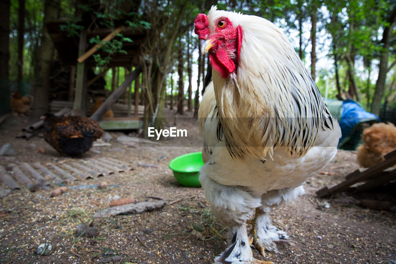 Close-up of rooster perching on field