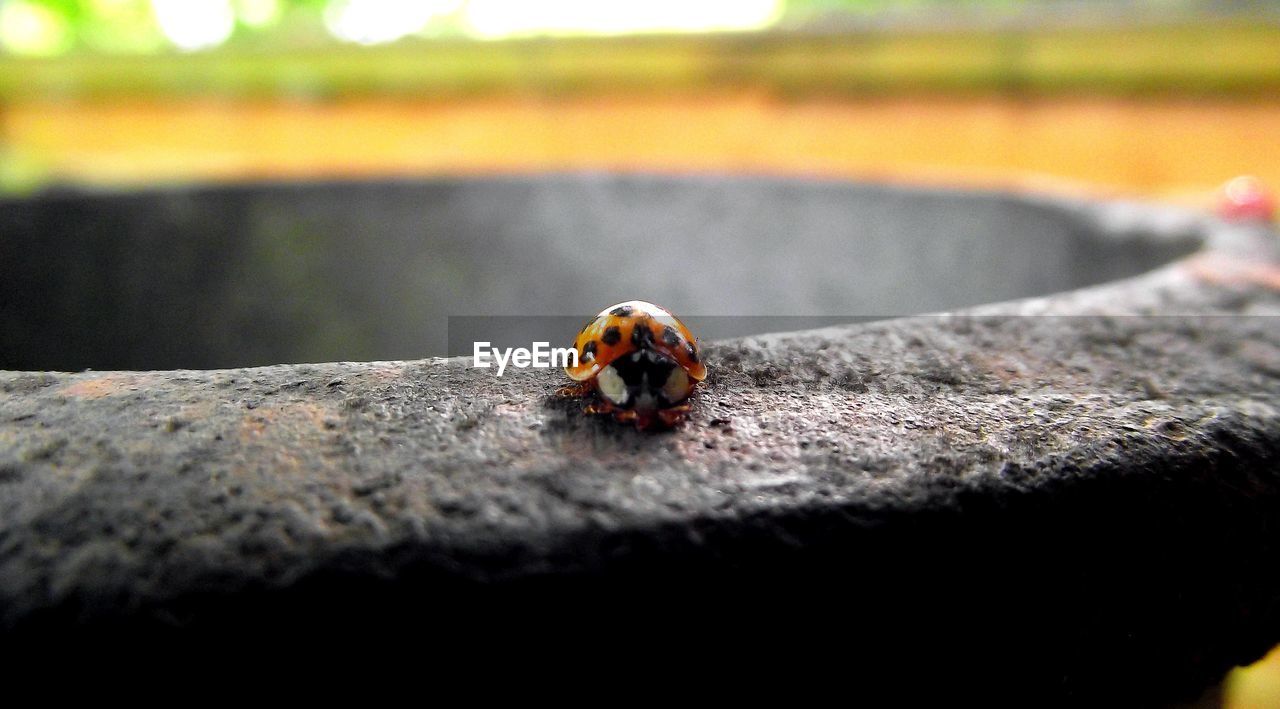 Close-up of ladybug on rough surface