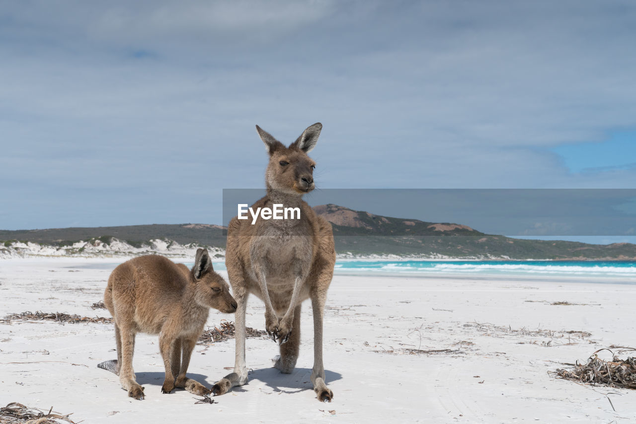 Kangaroos on the white beach of lucky bay, cape le grand national park, western australia