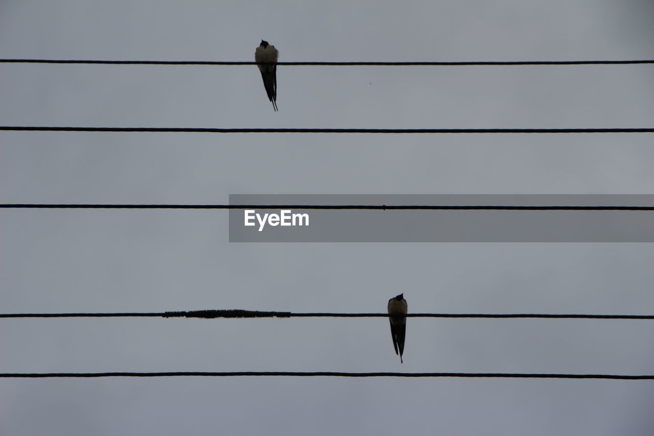 Low angle view of bird perching on cable against sky