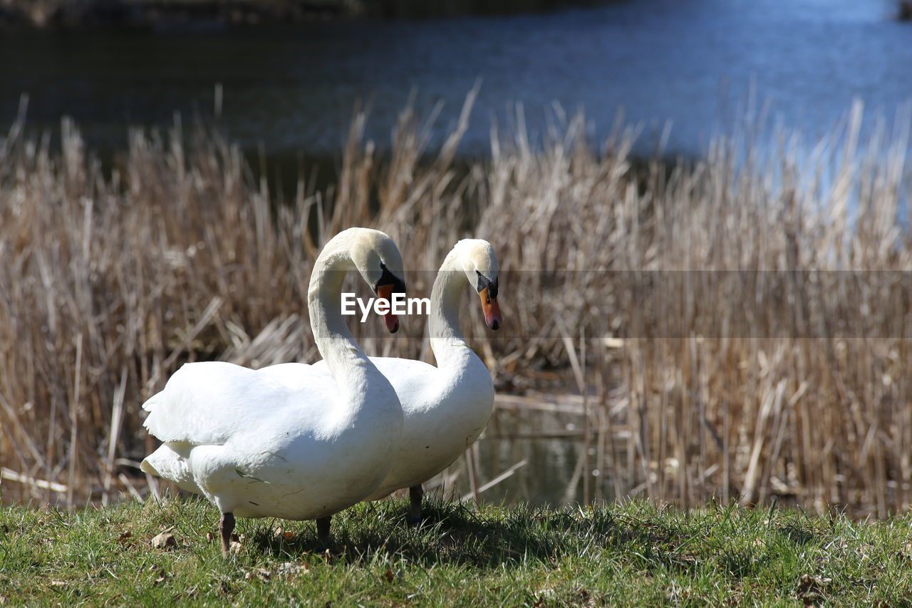 Swans on lakeshore