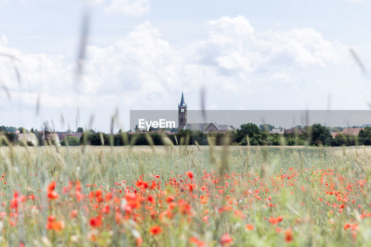 Red flowers and crops on field