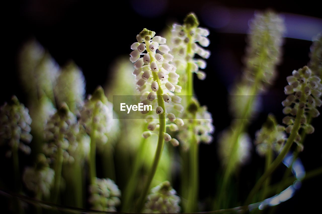 CLOSE-UP OF FLOWERING PLANTS