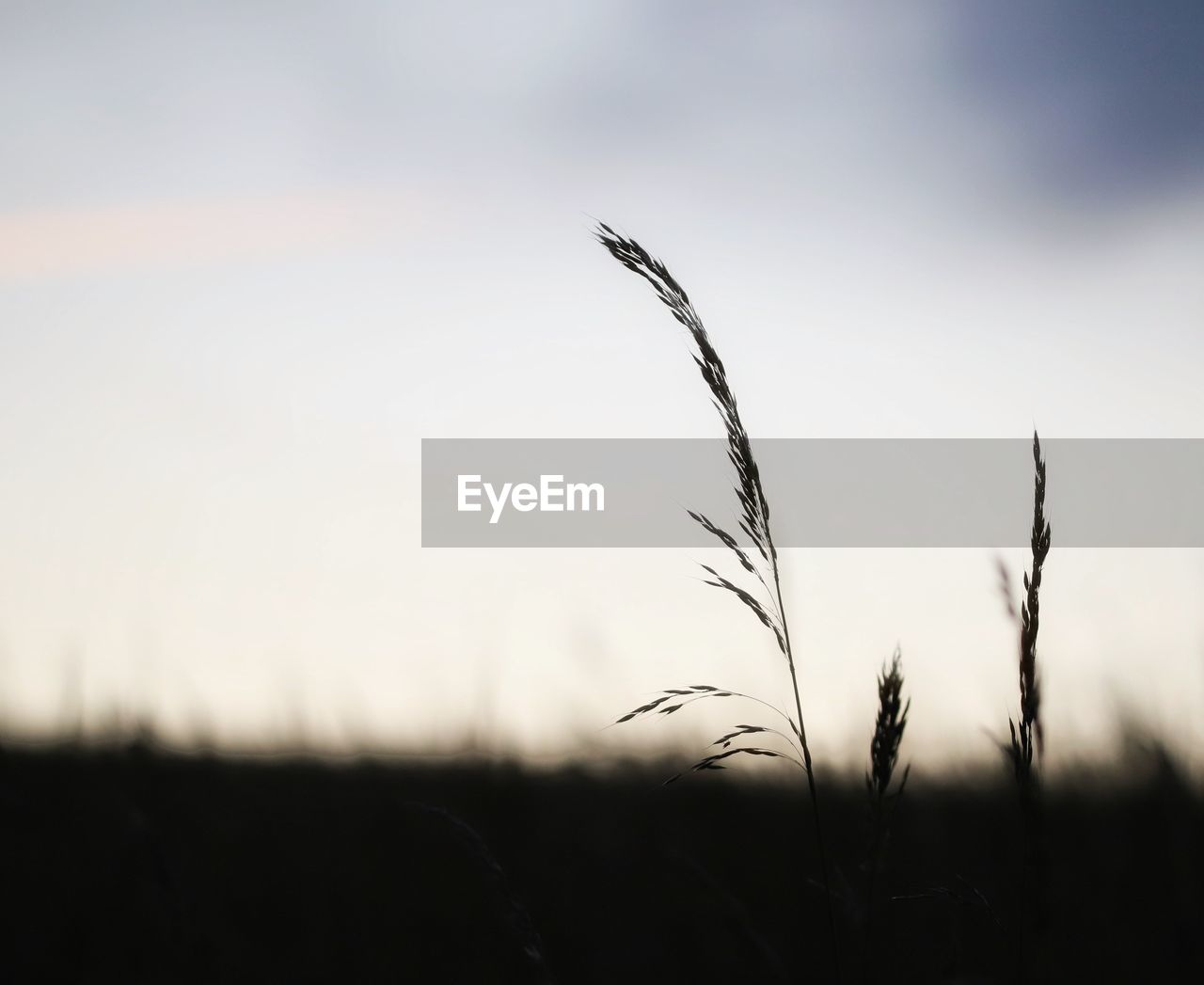 CLOSE-UP OF STALKS ON FIELD AGAINST SKY