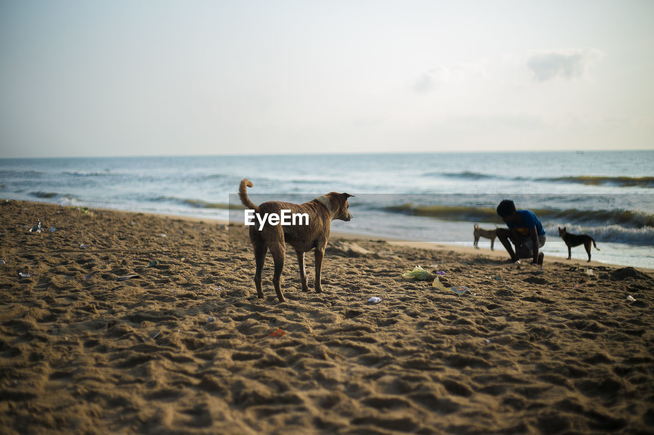 Boy crouching by stray dogs at beach