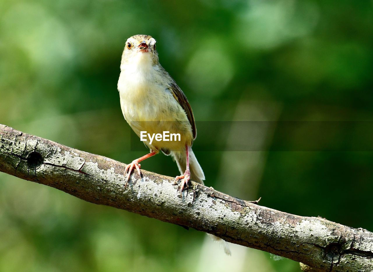 BIRD PERCHING ON A BRANCH