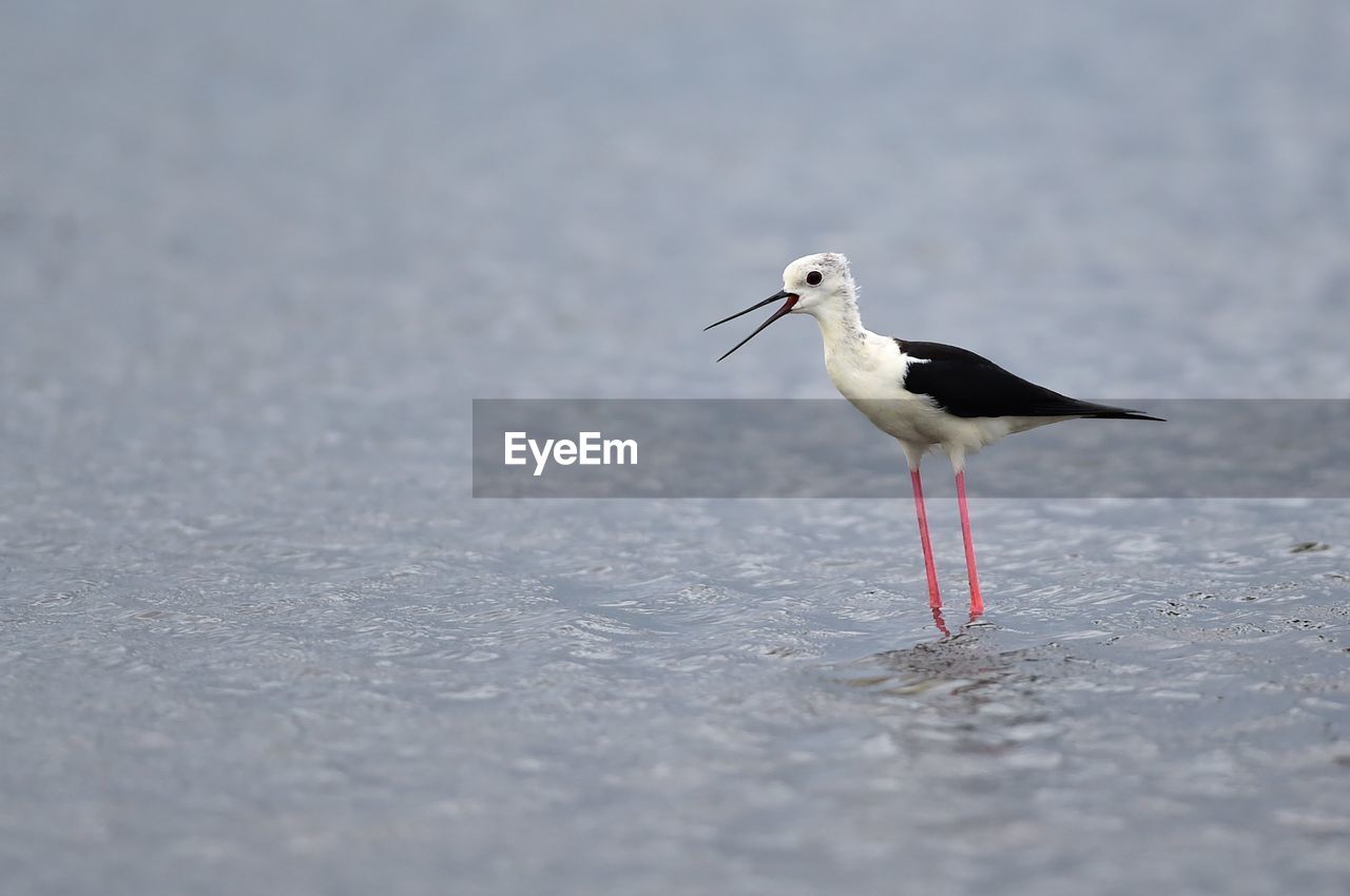 SIDE VIEW OF SEAGULL PERCHING ON A LAND