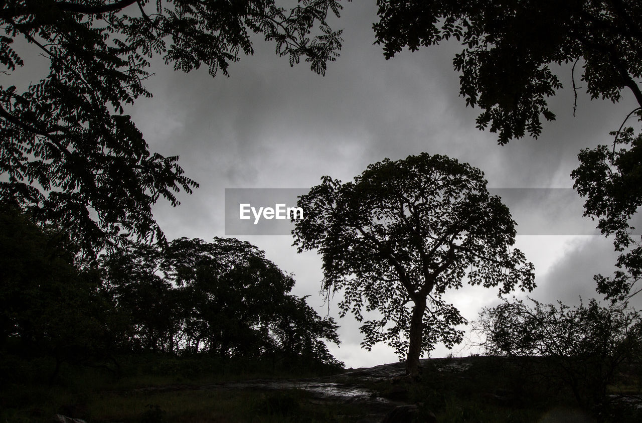 LOW ANGLE VIEW OF SILHOUETTE TREES AGAINST SKY IN FOREST