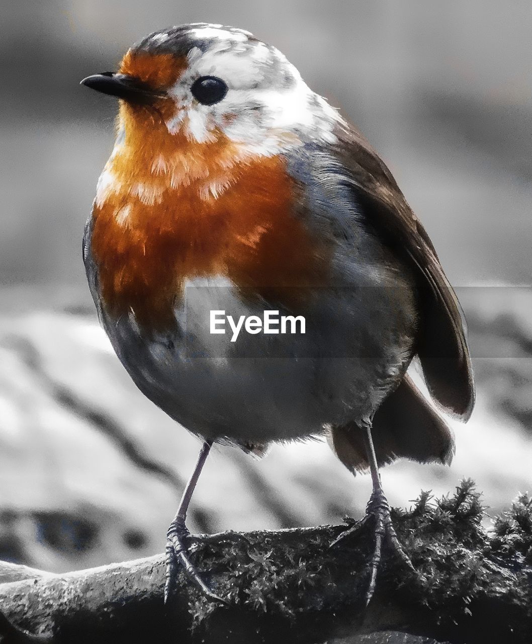 Close-up of bird perching on snow