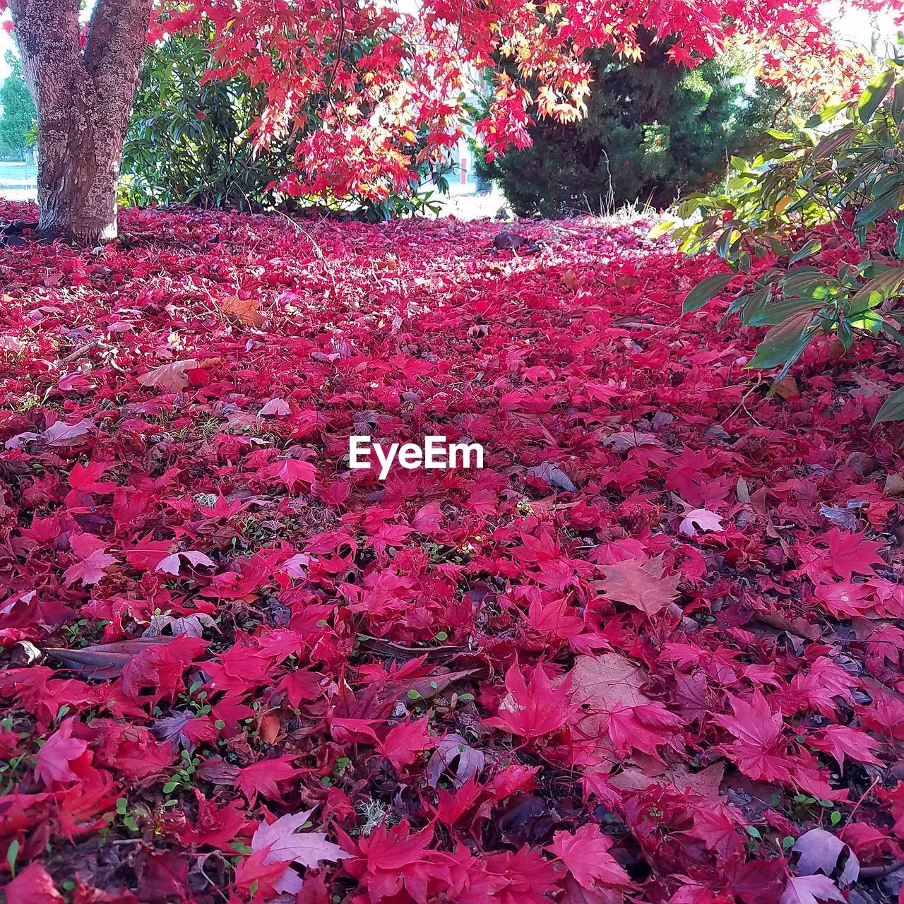 CLOSE-UP OF RED FLOWERS AGAINST TREES