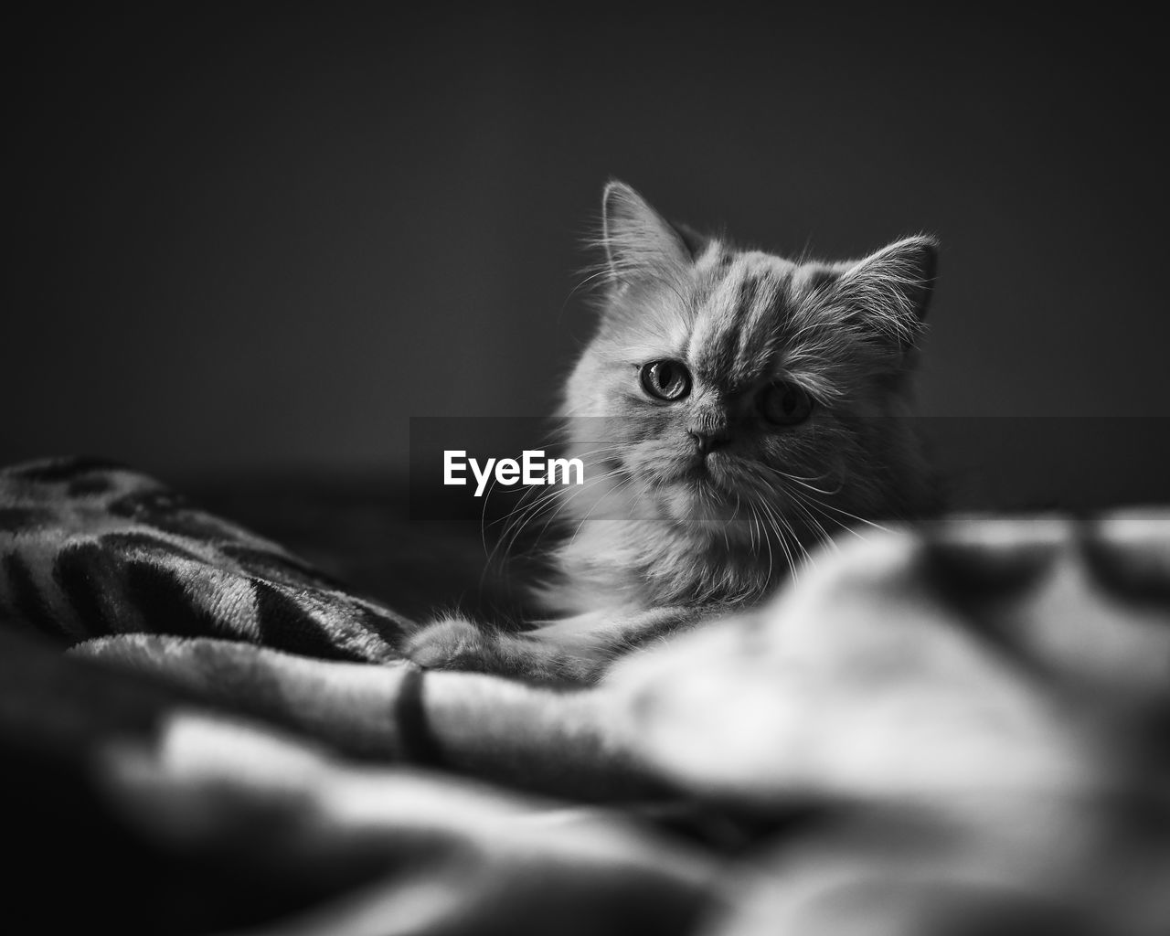 Close-up of kitten relaxing on bed