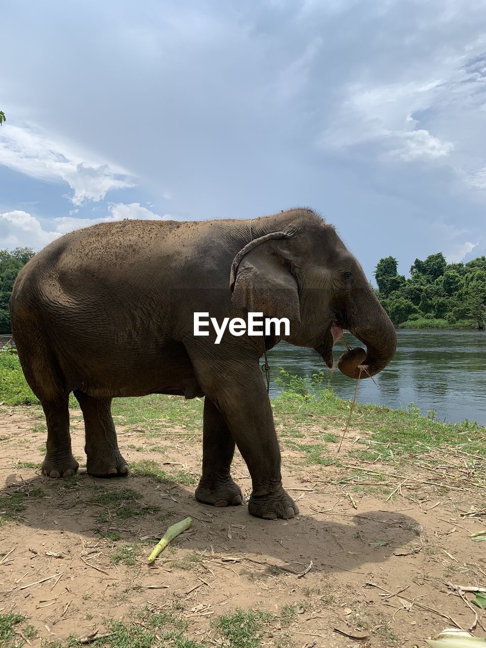 animal themes, animal, mammal, animal wildlife, one animal, nature, elephant, wildlife, cloud, no people, day, animal body part, outdoors, sky, tree, plant, adventure, ape, sunlight