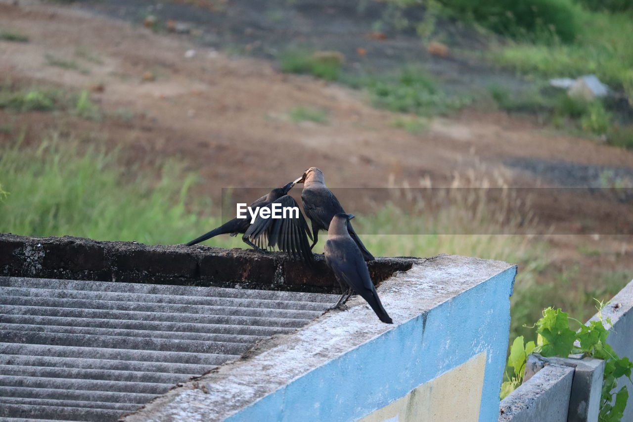 TWO BIRDS PERCHING ON A WALL